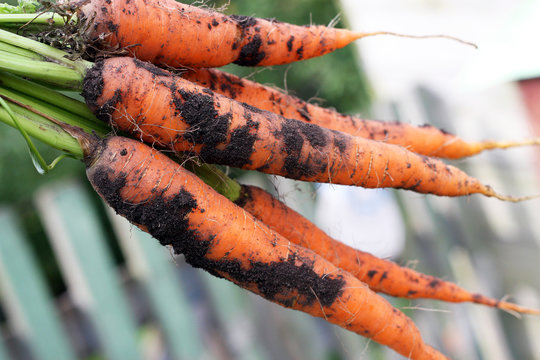 Bright fresh carrots pulled from the ground.