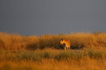 Saiga antelope in morning steppe