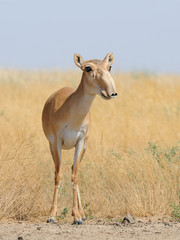 Wild female Saiga antelope in Kalmykia steppe - 116277018