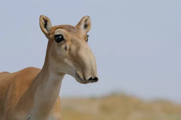Foto op Plexiglas Antilope Portret van wilde Saiga-antilope in de steppe van Kalmukkië
