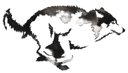 Fototapeta premium black and white monochrome painting with water and ink draw wolf illustration