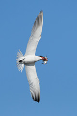 Caspian tern (Hydroprogne caspia)