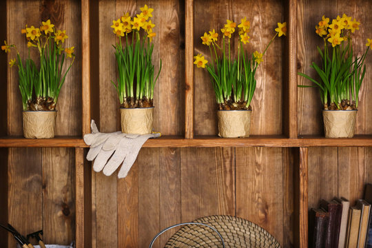 Blooming narcissus flowers on wooden background