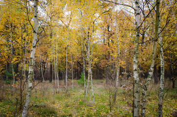 Obraz premium Роща берёзовая