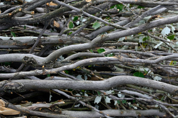 brushwood bunch