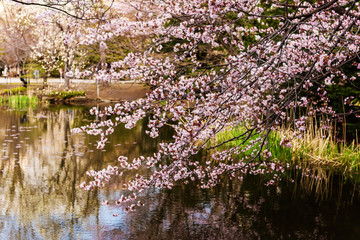 Naklejka premium cherry blossom near lake, Hokkaido