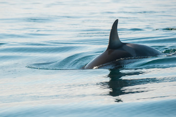 orca whale