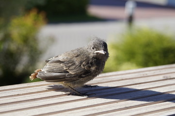 Junger Vogel Typ Zaunkönig 