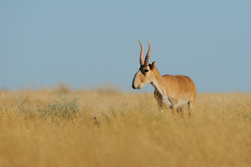 Naklejka na ściany i meble Wild male Saiga antelope in Kalmykia steppe