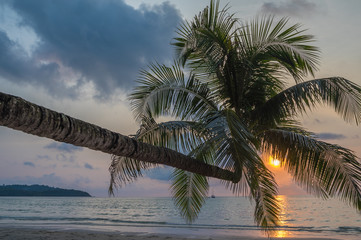 Coconut palm in the tropical island beach