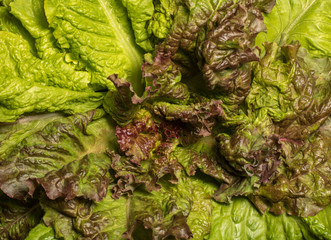 Corrugated leaves of fresh lettuce on entire background