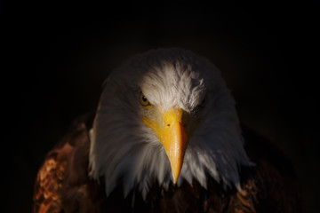 Bald eagle