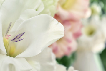 Fototapeta na wymiar Beautiful eustoma flower, close up