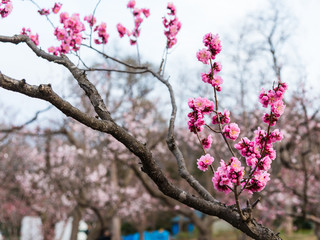 Obraz premium pink sakura or cherry blossom in Maruyama Park in Sapporo, Hokkaido