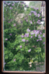 Raindrops on a window pane, summer. Flowers outside.