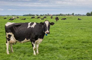 Fototapeta na wymiar Black and white cow in a dutch landscape