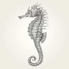 Obraz premium Hand drawn seahorse. Vintage vector illustration of marine fish