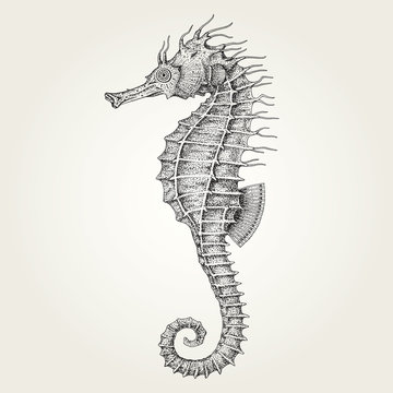 Hand drawn seahorse. Vintage vector illustration of marine fish