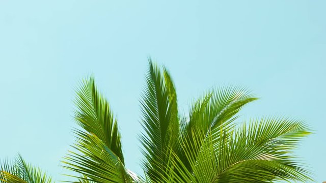 Video 1080p - Crest of palm tree quiver in the wind against the sky