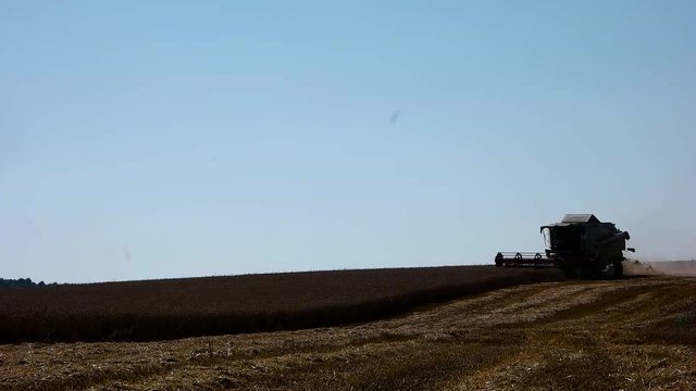 Harvester treshing wheat slow motion.