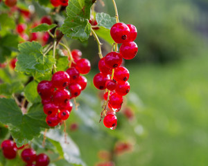 Branch red currants in the garden