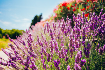 Naklejka premium Lavender Flowers. Summer season. Close up