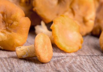 chanterelle mushroom on wooden background
