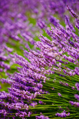 Obraz premium Beautiful Blooming Lavender Flowers. Summer season in Provence, 