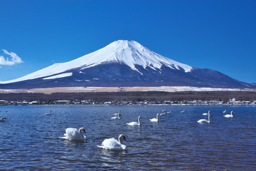 富士山と山中湖のコブハクチョウ