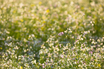 Field With Flowering Wild Radish Or Jointed Charlock Or Cultivated