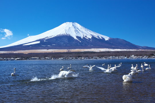 富士山と山中湖のコブハクチョウ