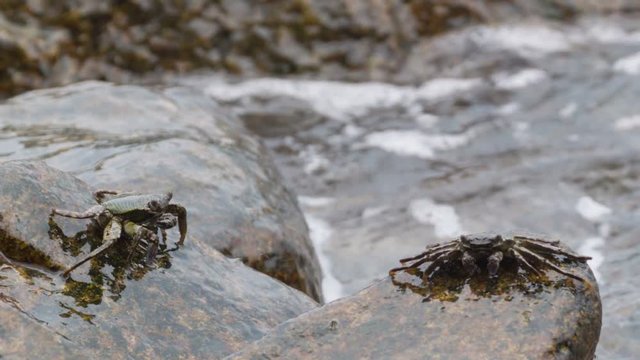 Video 1080p - Crabs feed on the rocks in the surf. Thailand, Phuket island