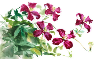 purple clematis, watercolor.sketch from nature