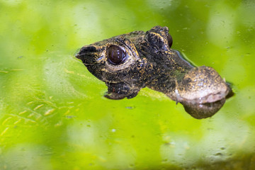 Dwarf crocodile in water