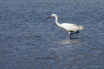Little Egret, Egretta Garzetta