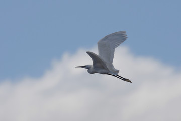 Little Egret, Egretta Garzetta