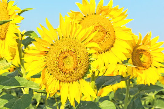  Yellow sunflowers against the blue sky, close up