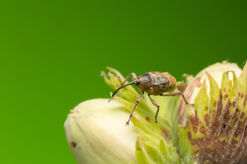 Nut weevil, Curculio nucum on hazelnut © Henrik Larsson