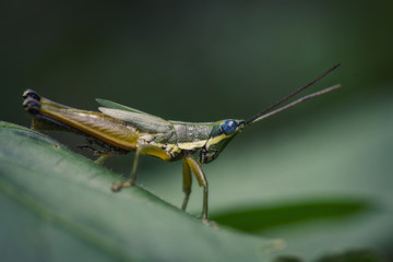 Macro Grasshopper inside a forest.