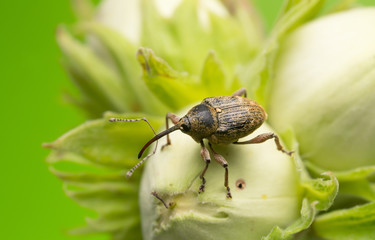 Nut weevil, Curculio nucum on hazelnut