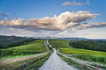 Fototapeta na wymiar Vineyard from Chianti, Tuscany, Italy