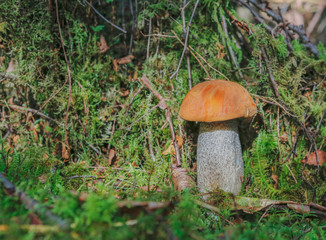 Leccinum aurantiacum