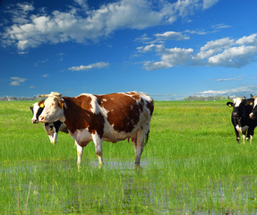 Cows grazing on pasture