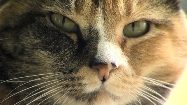 Tight close up on a cat's face as her eyes look around