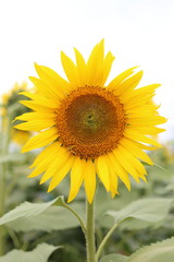 Fototapeta premium ヒマワリと蜂