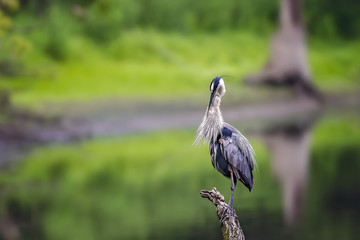Blue Heron