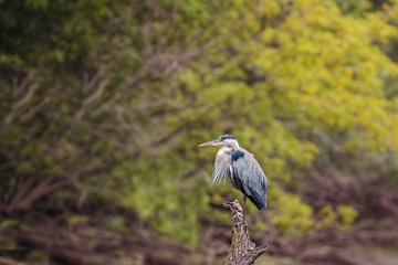 Fototapeta premium Blue Heron