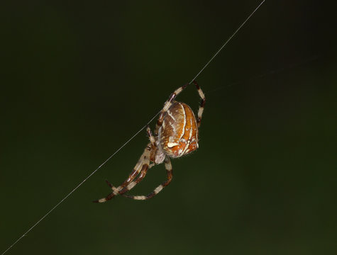 Large spider against a dark background