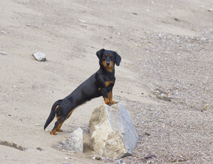 Dog dachshund