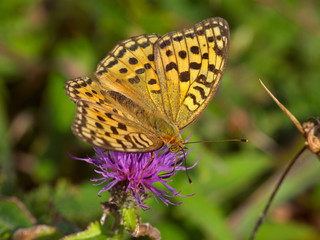 Obraz premium Motley butterfly a perlamutrovka on pink flower